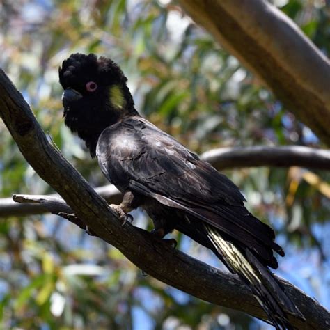 Parrot Encyclopedia | Yellow-tailed Black Cockatoo | World Parrot Trust