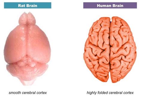 Cerebral Cortex Bioninja