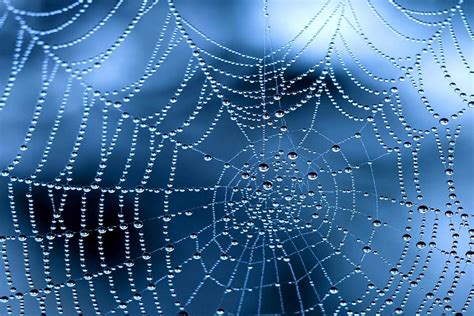 Spiderweb Wallpapers and Backgrounds 4K, HD, Dual Screen