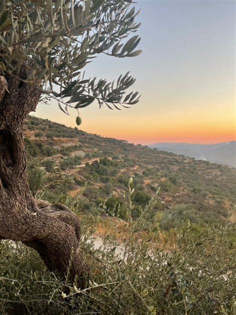 Olive trees in Palestine 🫒🕊 | Natural landmarks, Travel, Outdoor