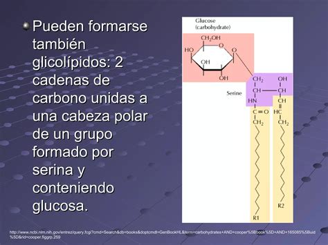 Exposicion De Carbohidratos Ppt