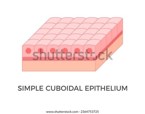 Simple Cuboidal Epithelium Tutorial – Histology Atlas For, 57% OFF