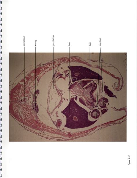 The Zebrafish Atlas Of Macroscopic And Microscopic Anatomy Nhbs