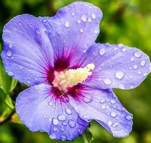 Amazon 100 Pcs Premium Blue Hibiscus Seeds Beautiful Blooms