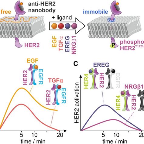 Temporal Response Of Her2 Activation In Living Hela Cells Following