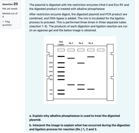 Solved The Plasmid Is Digested With The Restriction Enzymes Chegg