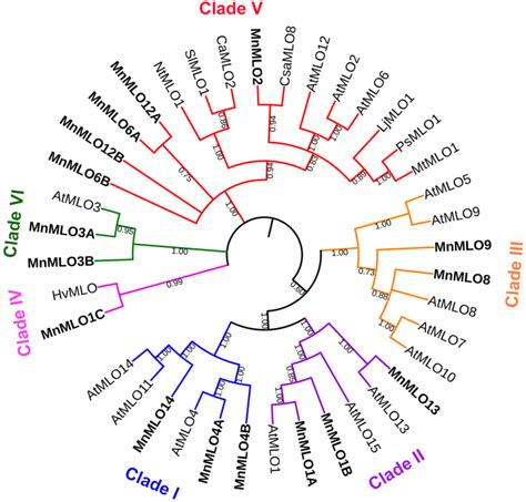 Phylogenetic Relationship Of M Notabilis Mlo Proteins Evolutionary