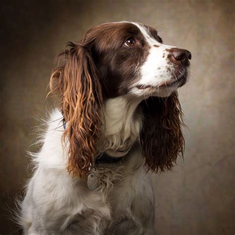 Portrait Of A English Springer Spaniel Engelskspringerspaniel