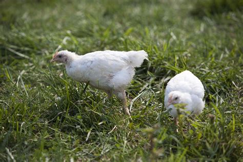 Elmwood Stock Farm Organic Pasture Raised Chicken