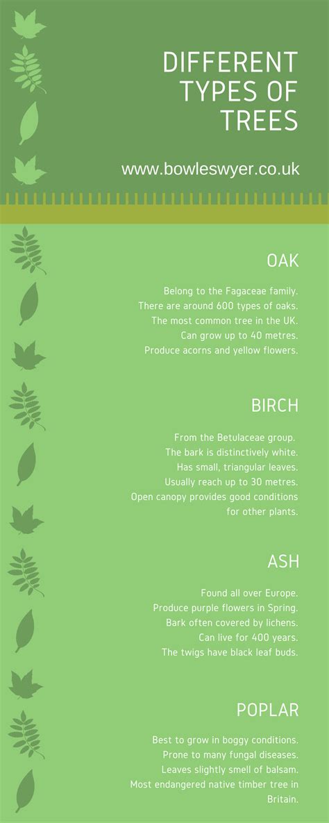 Different Types Of Trees Infographic Infographic Galleryr