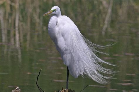 Great White Egret Facts, Habitat, Diet, Pictures