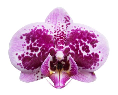 Premium Photo Orchid Isolated On White Background Single Flower With