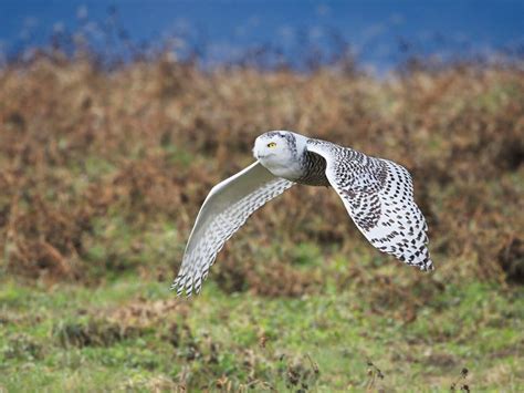 From Arctic to Valley, Why Snowy Owls Make Surprise Flights - Scenic Hudson