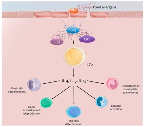 Jcm Free Full Text Emerging Role Of Alarmins In Food Allergy An