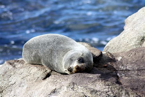 The Coastal Paleontologist, atlantic edition: Spotted shags, fur seals ...