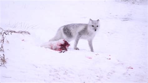 red fox and arctic fox differences Arctic foxes killed collide carrying went