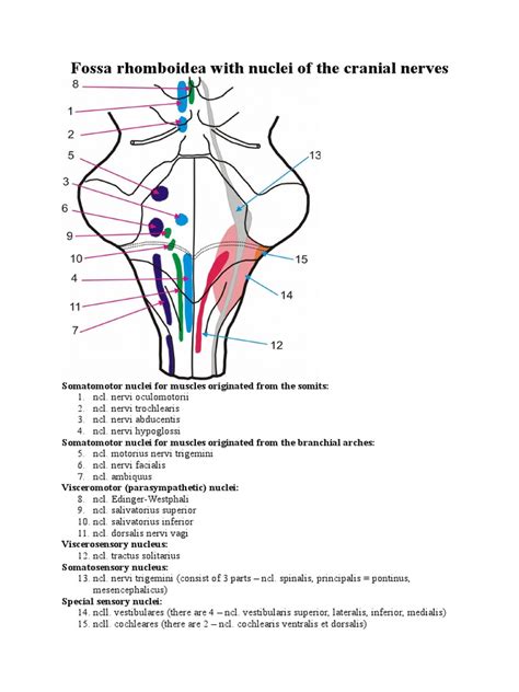 Fossa Rhomboidea AP