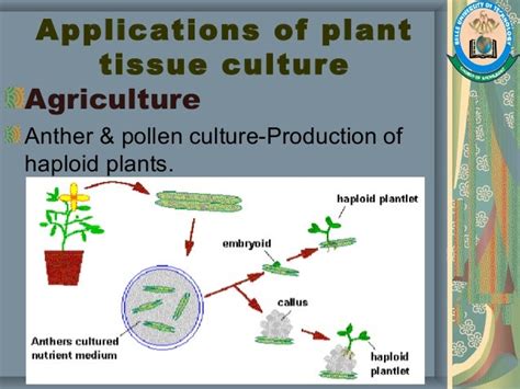 Plant Tissue Culture Methods And Applications