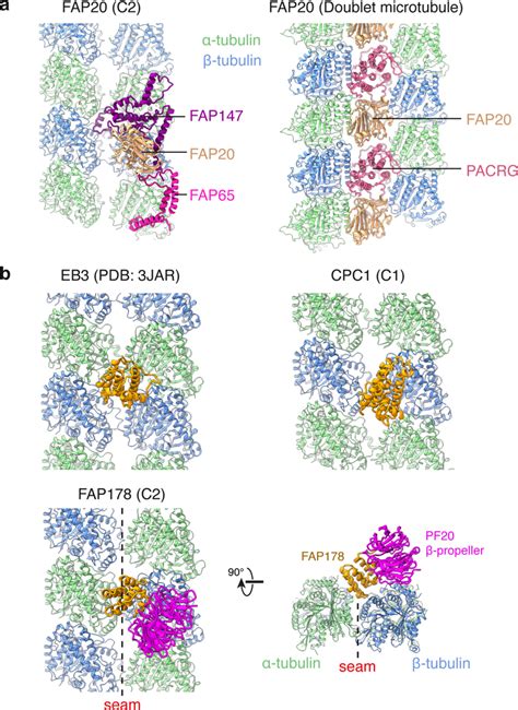 Ciliary Central Apparatus Structure Reveals Mechanisms Of Microtubule