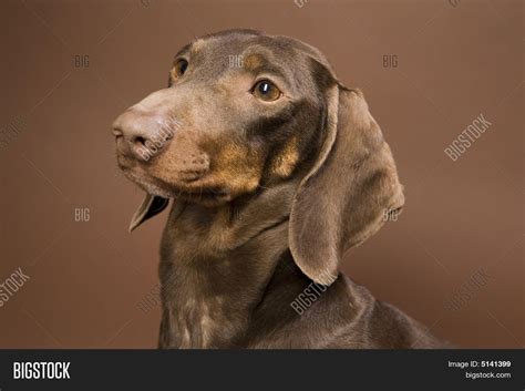 Brown Dachshund Image & Photo (Free Trial) | Bigstock