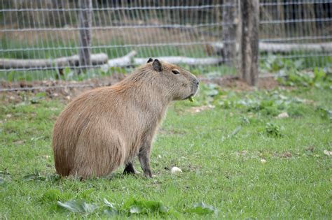 Adorable Images of a Capybara - Baby Capybara