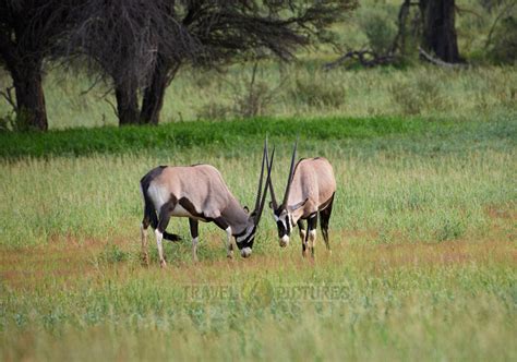 Travel Pictures Oryx Kgalagadi Transfrontier Park Gemsbok