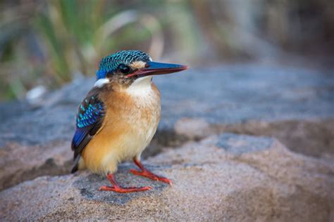 "Malachite Kingfisher" Images – Browse 603 Stock Photos, Vectors, and ...