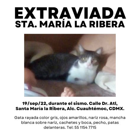 Mascotas Sismo On Twitter Extraviada Gata Rayada Color Gris Ojos