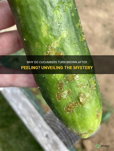 Why Do Cucumbers Turn Brown After Peeling Unveiling The Mystery Shuncy