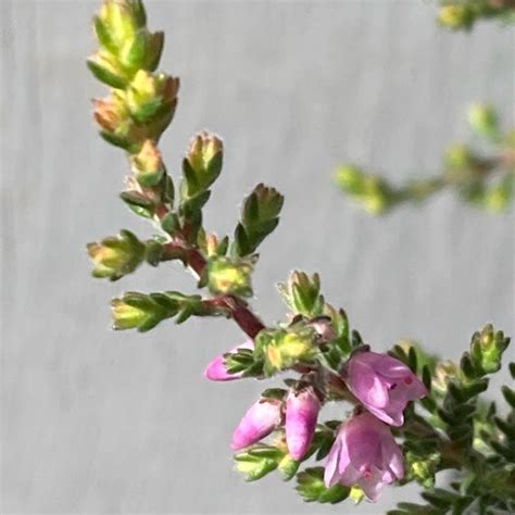 Buy Calluna Vulgaris Kerstin Scots Heather In The Uk