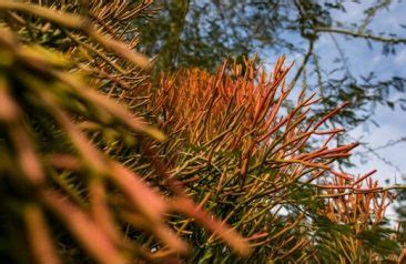 Pencil Cactus How To Grow And Care Guide Sumo Gardener