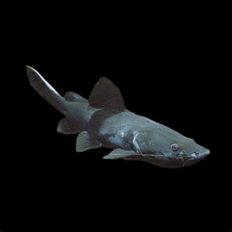 Black Devil Catfish Wyckii Hemibagrus 15cm – Sims Tropical Fish ...