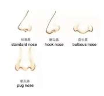 12: The shapes of the nose | Download Scientific Diagram