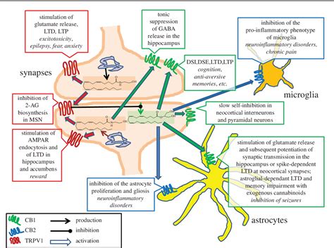 Figure From Why Do Cannabinoid Receptors Have More Than One