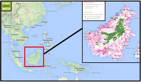 Marooned In Shrinking Forests Bornean Orangutans Hang On As Disaster