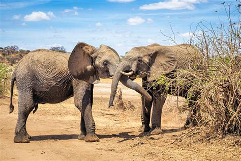 480+ Mating Elephants Stock Photos, Pictures & Royalty-Free Images - iStock