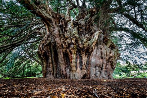 The Fortingall Yew The Scottish Tree Which Was Already Years Old