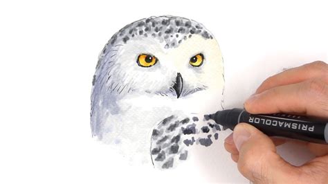 How To Draw A Realistic Snowy Owl