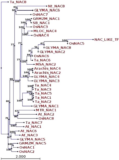 Phylogenetic Relationship Among Rice Nac Genes Osnac And Nac Like Tf