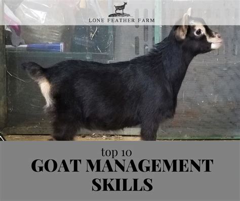 Top Ten Goat Management Skills — Lone Feather Farm