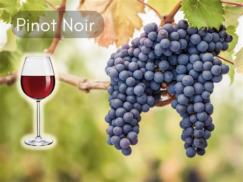 Wine 101 - Pinot Noir - Glass Half Full