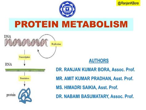 Protein metabolism | PPT