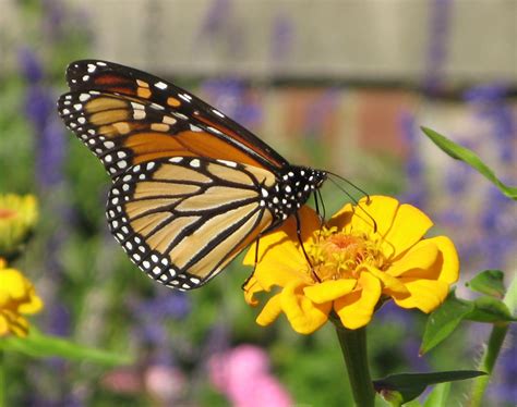 british columbia  blog  save monarch butterflies