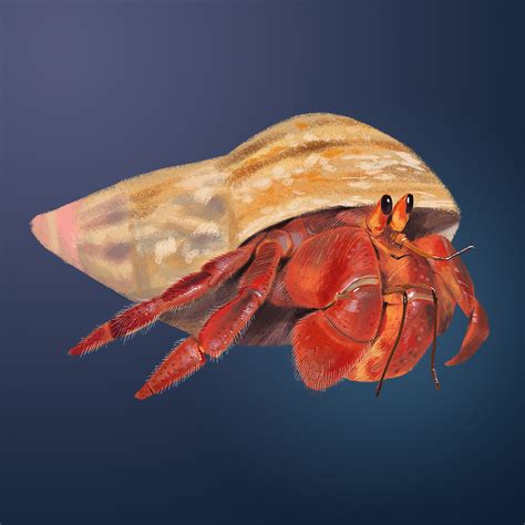 Hermit Crab Species :: Behance