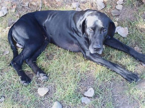 Labradane (Great Dane-Lab Mix) Info, Puppies, and Pictures