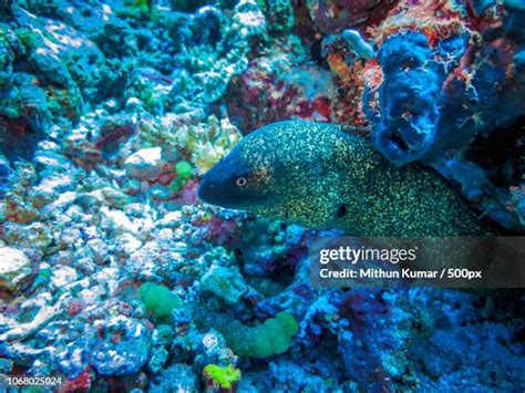 Bioluminescence Underwater Photos and Premium High Res Pictures - Getty ...