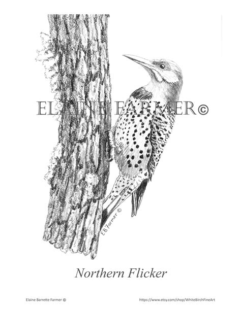 Northern Flicker Tree Trunk Moss Branch Coloring Pages Etsy