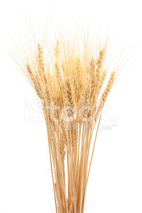 Wheat Bundle Vector at Vectorified.com | Collection of Wheat Bundle ...