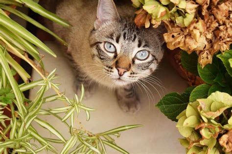 10 Poisonous Plants for Cats To Watch Out For [With Photos] - Cats.com