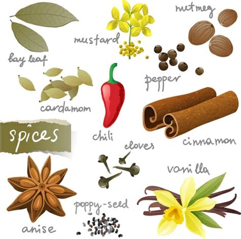 Various Spices Design Vectors Set Vectors Graphic Art Designs In